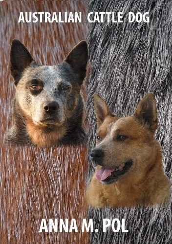 Australian Cattle Dog - Anna Pol
