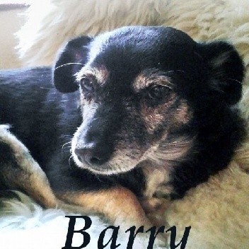 Barry. Opowiadania o psach - Andrzej Juliusz Sarwa