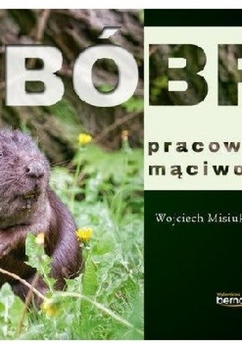 Bóbr pracowity mąciwoda - Wojciech Misiukiewicz